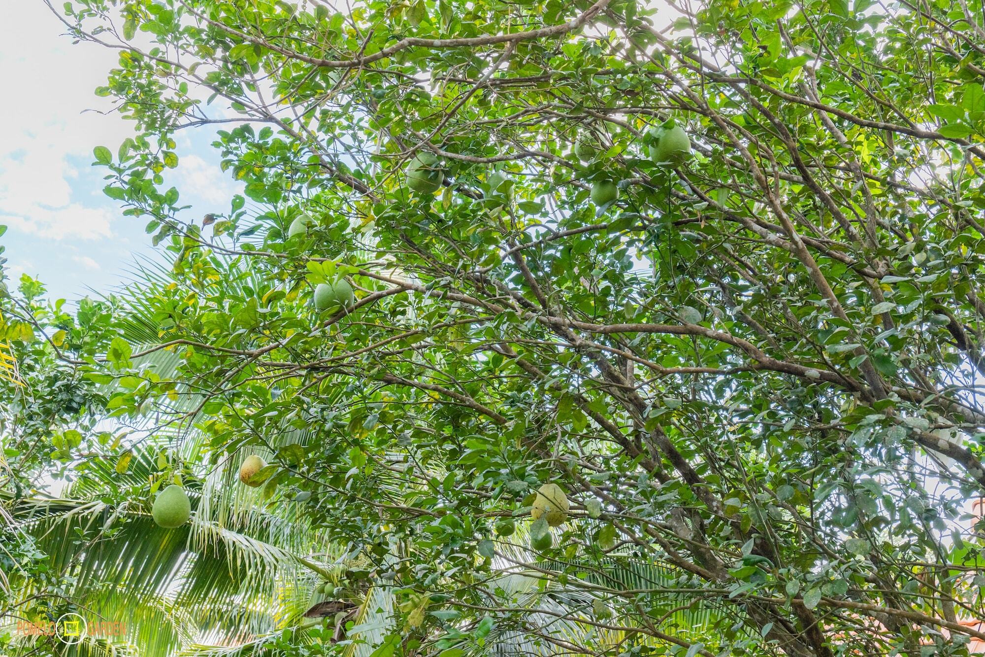 Апартаменты Phu Quoc Pomelo Garden Экстерьер фото